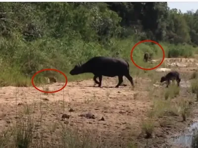 Mải mê xua đuổi báo hoa mai, đàn trâu rừng lại "đâm sầm" vào sư tử