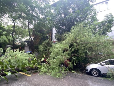 Cây phượng tại vỉa hè trước cửa nhà số 17B phố Hàn Thuyên (quận Hai Bà Trưng, Hà Nội) bị bật gốc, đổ trúng vào 2 chiếc xe ôtô. (Ảnh: PV/Vietnam+)