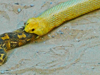 Loài rắn gieo rắc nỗi sợ hãi ở châu Phi bị đồng loại nuốt chửng