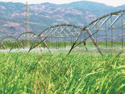 Giá mía nguyên liệu gần đây tăng cao, trong khi chiếm tới 70 - 80% giá thành sản xuất đường.