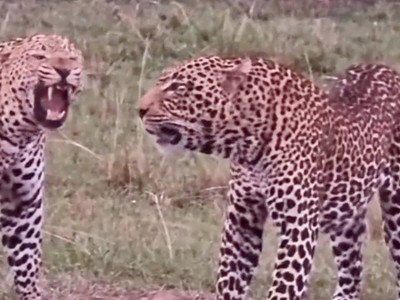 Khi không còn lựa chọn, màn đối đầu giữa báo hoa mai sẽ là một cuộc chiến "long trời lở đất"