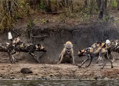 Bản lĩnh của linh cẩu trước thế trận bao vây "bốn phương tám hướng" của chó hoang châu Phi