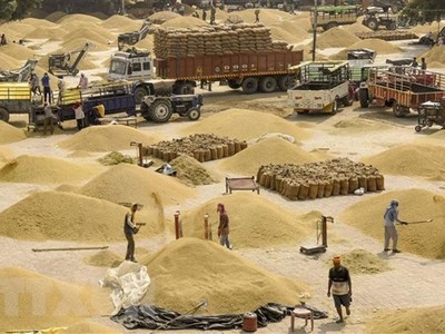 Công nhân vận chuyển gạo tại một chợ bán buôn ngũ cốc ở Amritsar, Ấn Độ. (Ảnh: AFP/TTXVN)