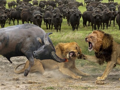 "Cỗ xe tăng" trâu rừng một mình húc bay cả đàn sư tử cứu đồng đội