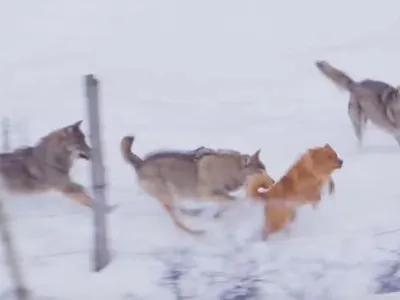 Điều kỳ diệu cứu sống chú chó nhỏ khỏi nanh vuốt của đàn sói xám