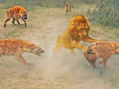 Vua sư tử đơn độc "vùng vẫy" giữa vòng vây của đàn linh cẩu đói khát