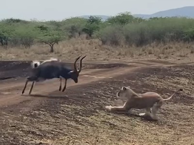 Thất bại ê chề của sư tử khi gặp phải chú linh dương quá "cứng"