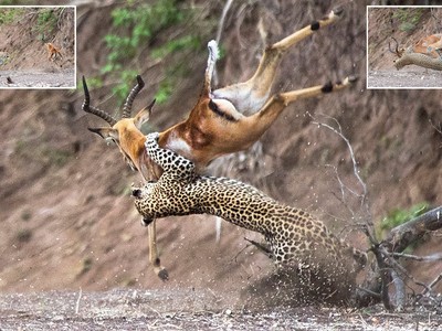 Báo hoa mai phi người hạ gục con mồi ở độ cao gần 2 m cực kỳ đẳng cấp