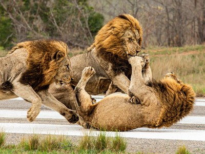Màn thị uy, bảo vệ lãnh thổ cực "chất" của những chiến binh sư tử đực