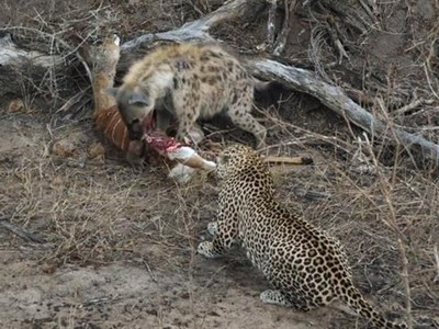 Linh cẩu chưng hửng trước pha xử lý quá khôn khéo của chú bé báo hoa mai 