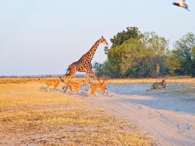 Màn truy đuổi hươu cao cổ nghẹt thở của hơn 20 con sư tử