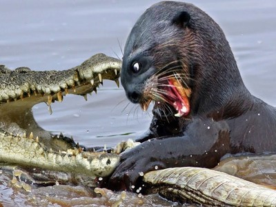 Đàn rái cá ngang tàng, cả gan trêu đùa loài bò sát lớn nhất trên thế giới