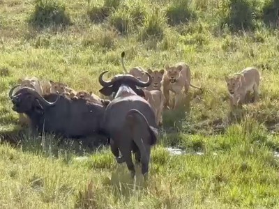 Trâu rừng thất thần đứng nhìn đồng đội bị đàn sư tử cấu xé