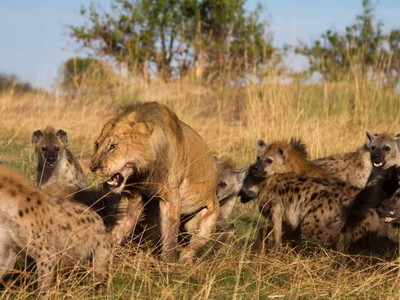 Trận hỗn chiến giữa hai đối thủ không đội trời chung: Sư tử và linh cẩu