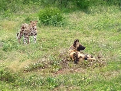 Tham vọng săn chó hoang của báo hoa mai và cái kết không như mơ