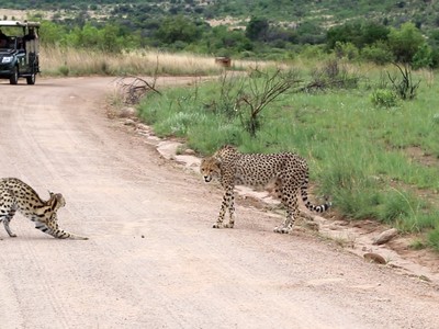 Định hù dọa đối thủ ai dè báo săn gặp phải đúng "siêu lỳ đòn"