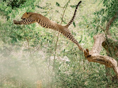 Báo hoa mai phi thân "như bay" trong cuộc chiến tranh giành địa bàn