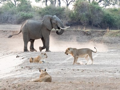Bị chọc tức, voi rừng đuổi đàn sư tử chạy "mất cả dép"