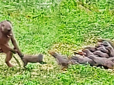 Màn chống trả quyết liệt của cầy mangut trước sự tấn công "như vũ bão" của khỉ đầu chó