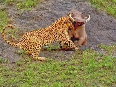 Bị tấn công trúng chỗ hiểm, lợn bướu vẫn đủ sức quật ngã báo hoa mai