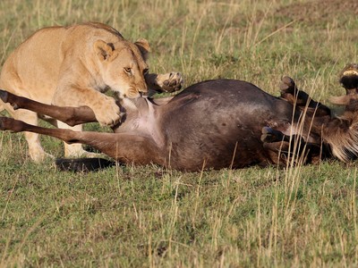 "Bữa trưa" khó nhằn của sư tử