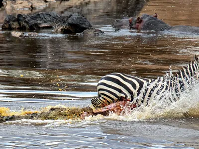Ngày đen đủi nhất của cá sấu sông Nile