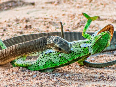 Một trong những loài rắn độc nhất châu Phi "thân chinh" hạ gục đối thủ giữa đường