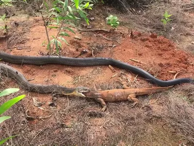Rắn hổ mang chúa: "Hung thần" của loài bò sát