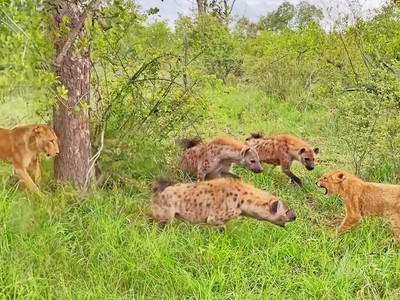 Chiến lược "rung cây dọa sư tử" của bầy linh cẩu ranh mãnh