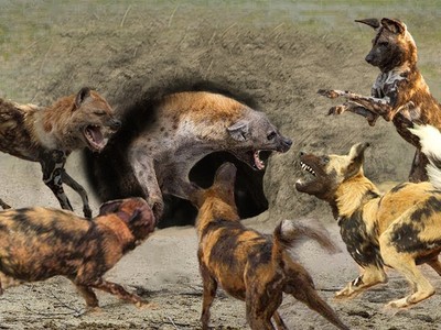 Linh cẩu kêu la thảm thiết khi lọt vào trận địa phục kích của đàn chó hoang