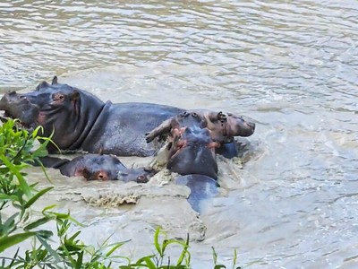 Hà mã con kiên cường, chiến đấu đến "hơi thở cuối cùng" trước sự tấn công của đồng loại