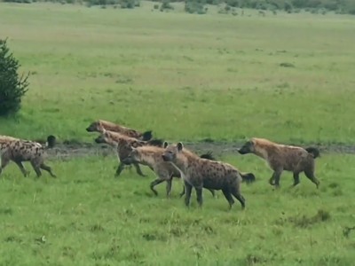 Khi hai "băng đảng" linh cẩu xung đột