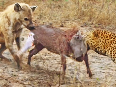 Lợn rừng bị "giằng xé" bởi linh cẩu và báo hoa mai