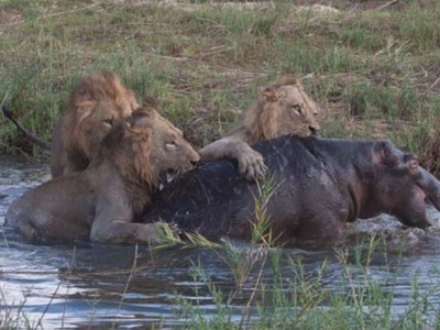 Khi hà mã bị bao vây bởi một đàn sư tử