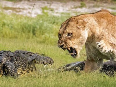 Bữa tiệc của đàn sư tử và sự xuất hiện bất ngờ từ cá sấu sông Nile khổng lồ