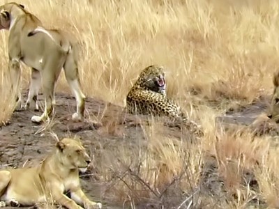 Lạc giữa bầy sư tử, báo hoa mai sợ đến nỗi thực hiện những hành động "ngốc nghếch"