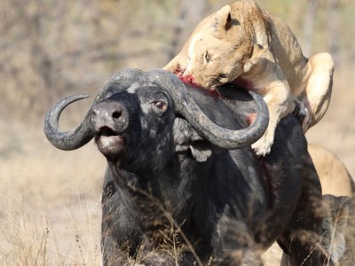 Chuyến đi săn hơn một giờ đồng hồ của Vua sư tử