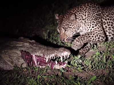 Vì miếng ăn, báo hoa mai liều lĩnh, bất chấp hiểm nguy