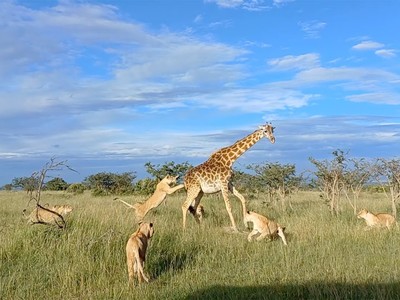 Trận "huyết chiến" giữa hươu cao cổ và đàn sư tử khôn khéo