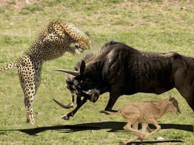 Cứu con, linh dương đầu bò mẹ bất chấp tấn công cả 3 con báo hoa mai 