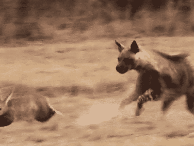 Màn so tốc độ "nghẹt thở" giữa linh cẩu và lợn đất