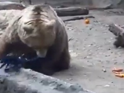 Khán giả tròn mắt kinh ngạc trước hành động không ngờ của chú gấu xám 