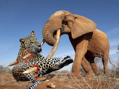 Cuộc chạm trán "nghẹt thở" giữa voi rừng và báo hoa mai