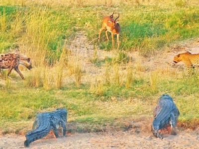 Cuộc chiến thể hiện thực lực giữa báo hoa mai, linh cẩu và cá sấu châu Phi