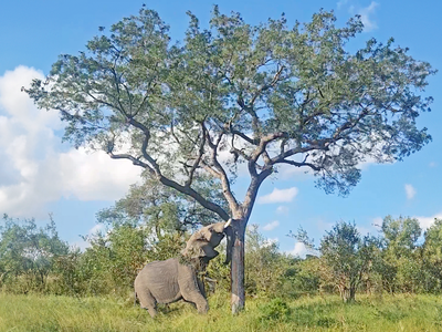 Voi rừng bỗng nhiên húc đổ cây và bí ẩn phía sau