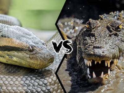 Cuộc chiến sinh tồn khốc liệt giữa "ông vua đầm lầy" và loài rắn nguy hiểm nhất châu Phi