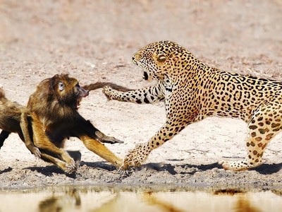 Đàn khỉ đầu chó bất lực nhìn đồng loại gục ngã dưới nanh vuốt của báo hoa mai