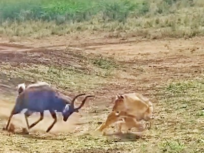 Linh dương dũng cảm đối đầu với cả cá sấu và sư tử 