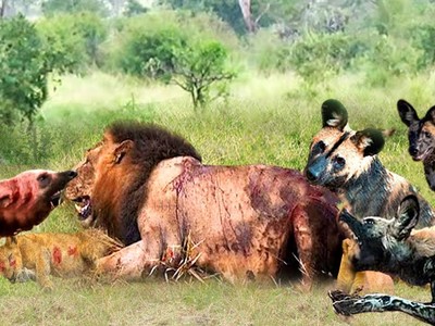 Nỗ lực giải cứu "người anh em" của đàn chó hoang khỏi sức mạnh hủy diệt của Vua sư tử