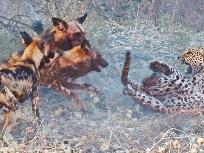 Màn trả thù báo hoa mai khốc liệt của đàn chó hoang châu Phi